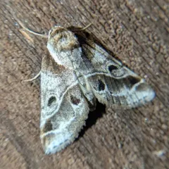 Doubleday's Baileya Moth thumbnail 4