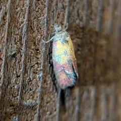 Primrose Cochylid Moth thumbnail 3