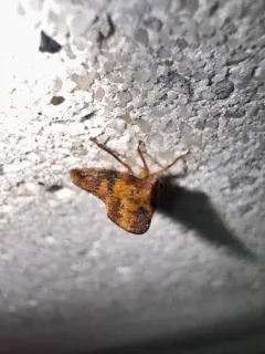 Telamona maculata thumbnail 1