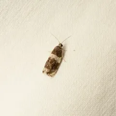 Banded Olethreutes Moth thumbnail 2