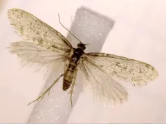 Siederia walshella thumbnail 4
