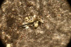 Miller Lake Lamprey thumbnail 2