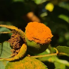 Multiflora rose rust thumbnail 3