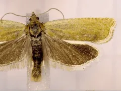 Hystrichophora stygiana thumbnail 4