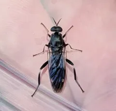 Garden soldier fly thumbnail 2