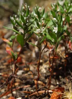 Cascade Knotweed thumbnail 3