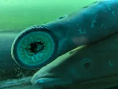Pacific Lamprey thumbnail 3
