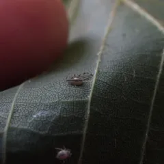 Lime Leaf Aphid thumbnail 3