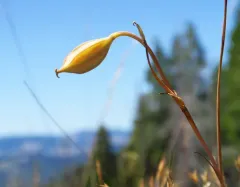 Umpqua mariposa lily thumbnail 4