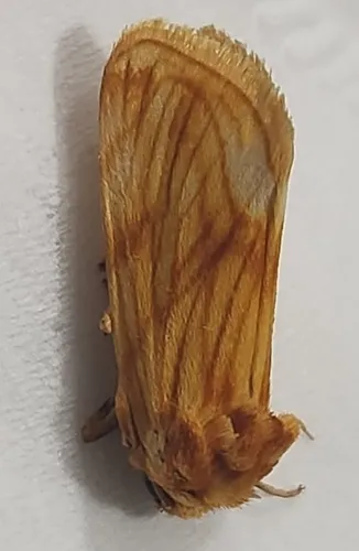 Cirrhophanus pretiosa