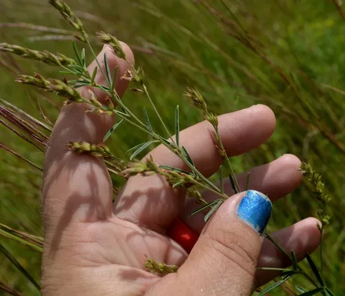 prairie lespedeza