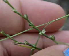 Slender Knotweed thumbnail 3