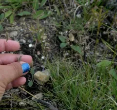 hairy grama thumbnail 2