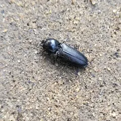 Cardiophorus gagates thumbnail 1