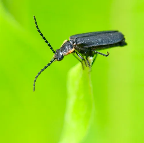 Wide-horned Soldier Beetle