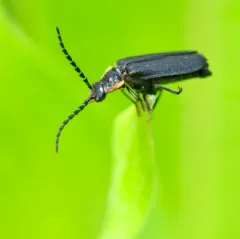 Wide-horned Soldier Beetle thumbnail 1