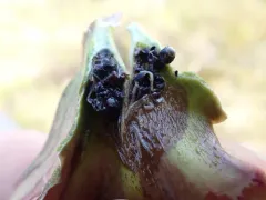 Pitcher Plant Midge thumbnail 3