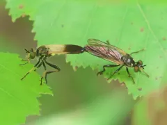 Appalachian Longhorn Robber thumbnail 3
