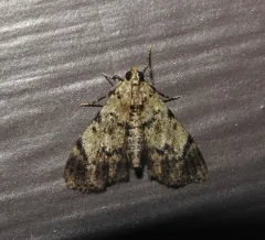 Dimorphic Macalla Moth thumbnail 3
