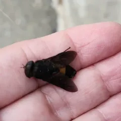 Hybomitra cincta thumbnail 3