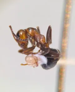 Pitted Mound Ant thumbnail 4