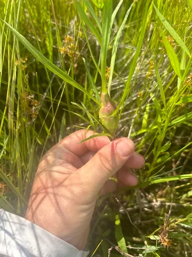Gnorimoschema septentrionella