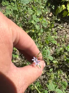 California gilia thumbnail 2