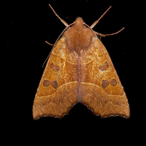 Scalloped Sallow