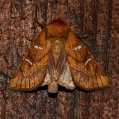 Royal Fern Borer Moth thumbnail 1