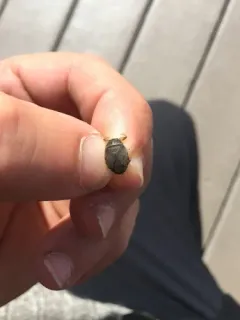 Ambrysus mormon thumbnail 3