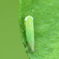Potato Leafhopper thumbnail 4