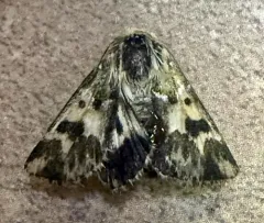 Mead's Flower Moth thumbnail 3