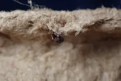 Azolla Weevil thumbnail 4