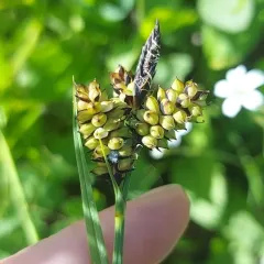 Raynold's sedge thumbnail 4
