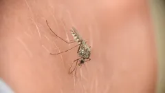 Aedes implicatus thumbnail 3