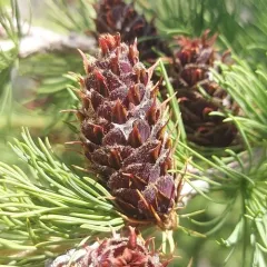 subalpine larch thumbnail 4