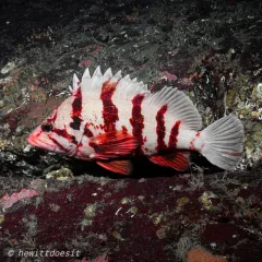 Tiger Rockfish thumbnail 4