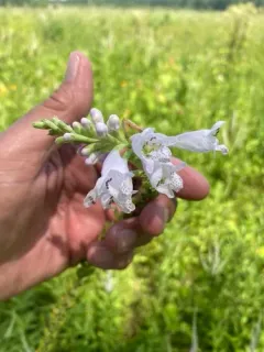 Narrowleaf False Dragonhead thumbnail 3