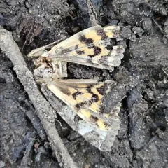 Locust Underwing thumbnail 4