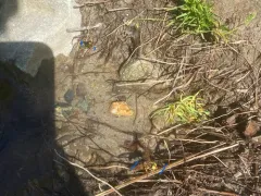 Tachytes distinctus thumbnail 4