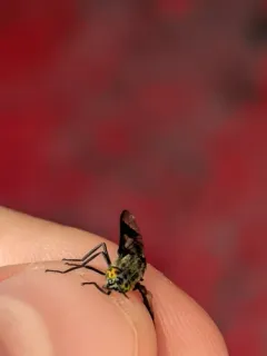 Chrysops sordidus thumbnail 2
