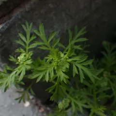 Lesser swine-cress thumbnail 4