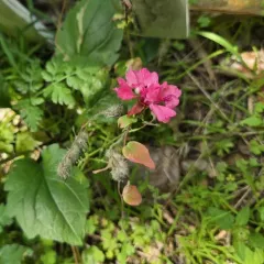 Elegant Clarkia thumbnail 1