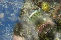 Hartweg's Chiton thumbnail 1