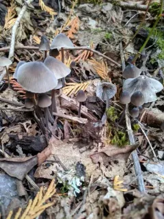 Stump fairy helmet thumbnail 4
