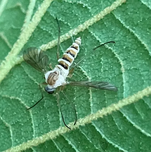 Rhagio gracilis