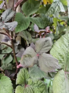 Japanese honewort thumbnail 3