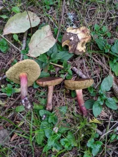 Xerocomellus amylosporus thumbnail 2