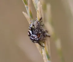 Hairy Tufted Jumping Spider thumbnail 4