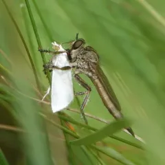 Snow Bladetail thumbnail 3